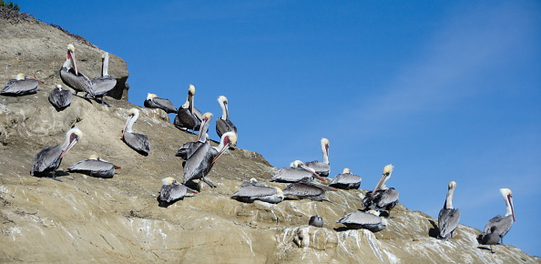 Pelicans on rocks at Point La Jolla, San Diego