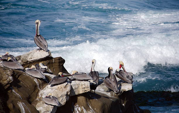 istock Pelicans on rocks at Point La Jolla 502630546