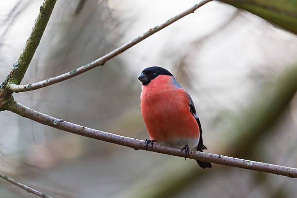 istock Bullfinch on a branch in the forest 502631324