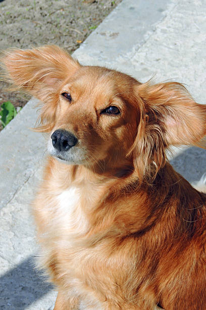 istock Dog. Pet. Street 502632262