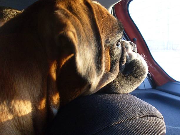 istock Dog looking out the car window 502632386