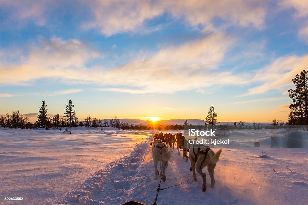 Hundeschlitten mit huskies im wunderschönen Sonnenuntergang - Lizenzfrei Hundeschlittenfahren Stock-Foto