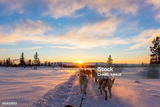 Hundeschlitten Mit Huskies Im Wunderschönen Sonnenuntergang Stockfoto und mehr Bilder von Hundeschlittenfahren