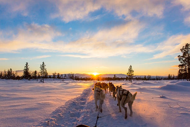 Dog sledding with huskies in beautiful sunset Musher and passenger in a dog sleigh with huskies a cold winter evening. greenland photos stock pictures, royalty-free photos & images