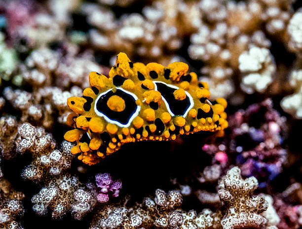 istock Phyllidia Ocellata sea slug 502634750