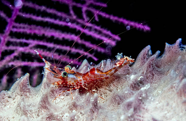 istock Lysmata wurdemanni, peppermint shrimp 502634780