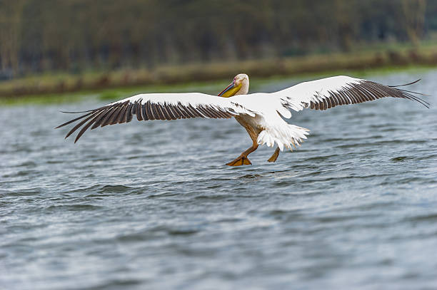 istock Landing of a pelican 502634812