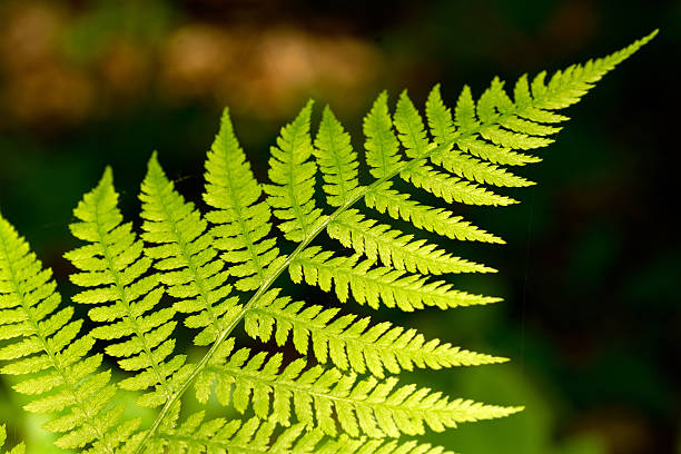 istock Bracken, close up photo 502634946