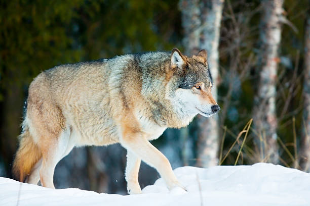 lobo andar na floresta de inverno frias - wolf norway woods winter imagens e fotografias de stock