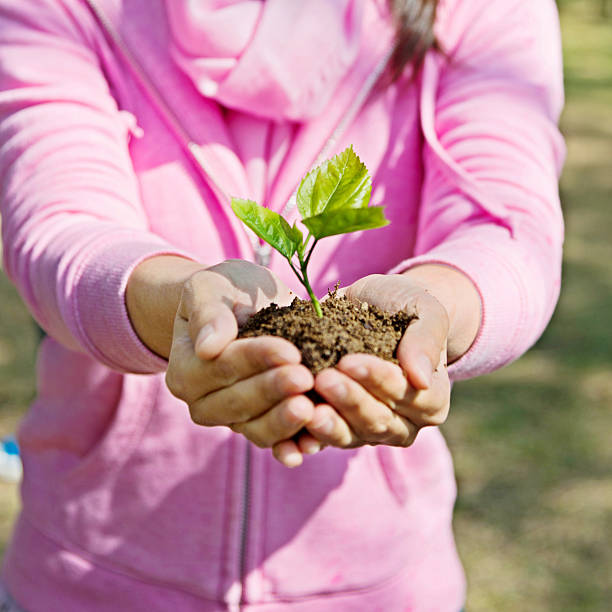 istock Woman hands holding a small plant 502635276