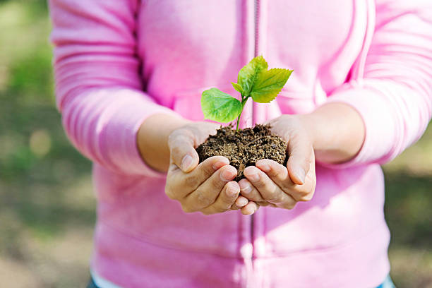 istock Woman hands holding a small plant 502635364