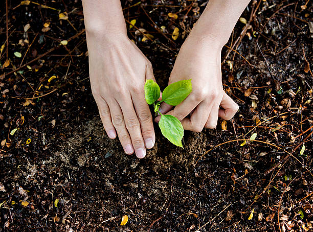 istock Female hands planting a new tree 502635420