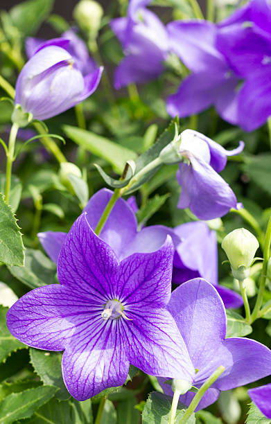 istock Balloon flower or Platycodon grandiflorus 502635584