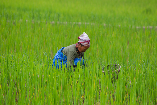 Senior Indian women working on paddy field, Arunachal Pradesh, India. Rice is the main food for most of North east of India.