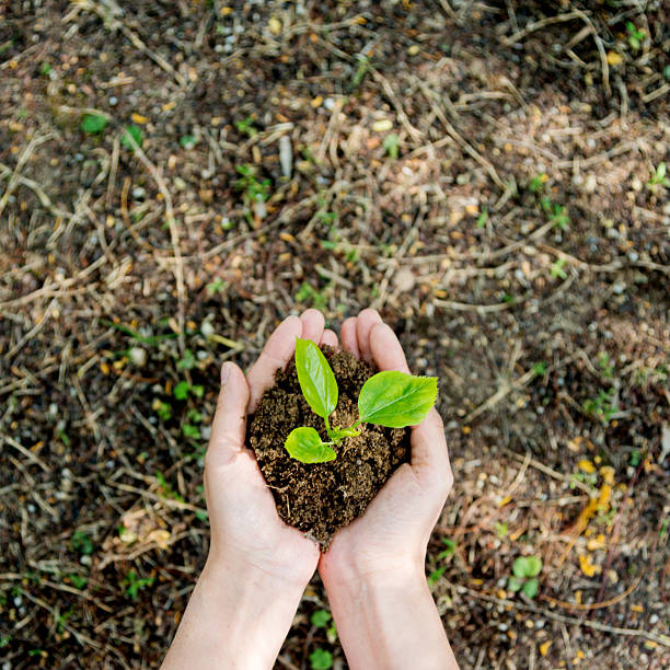 istock Woman hands holding a small plant 502636584