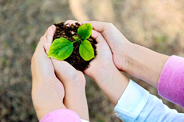 istock Mother and son hands holding new plant 502637258