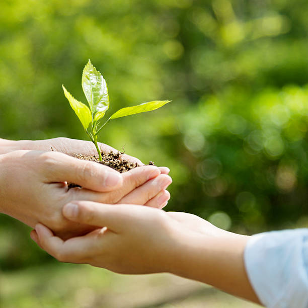 matka i syn ręce trzymając zakładu - planting tree human hand women zdjęcia i obrazy z banku zdjęć