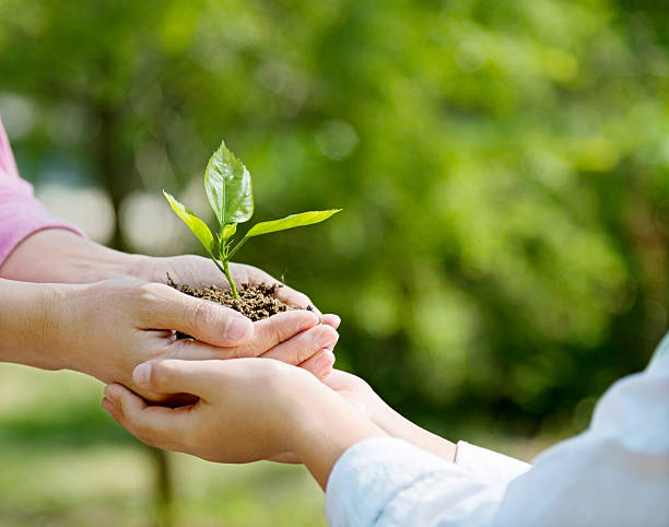 istock Mother and son hands holding new plant 502637604