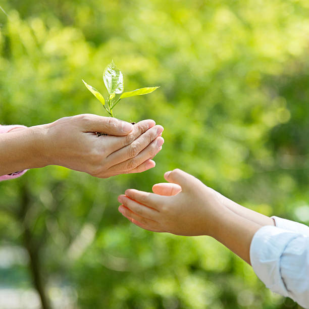 istock Mother and son hands holding new plant 502637654
