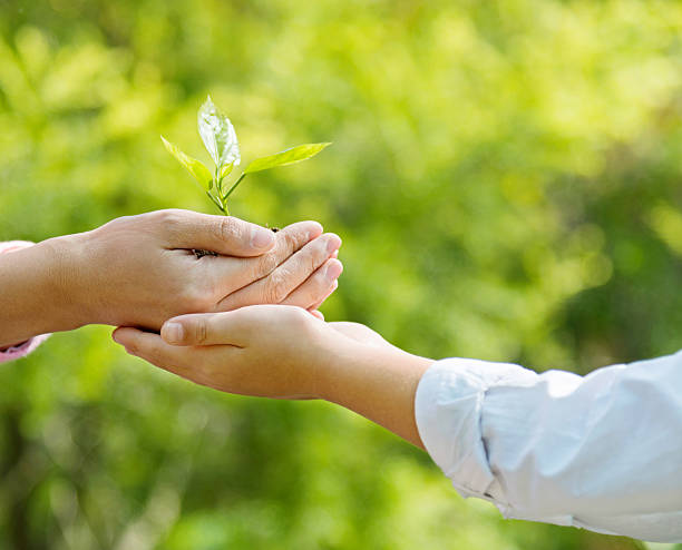istock Mother and son hands holding new plant 502637700