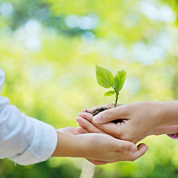 istock Mother and son hands holding new plant 502637852