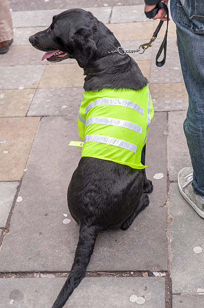 istock Black dog in reflective jacket 502638062