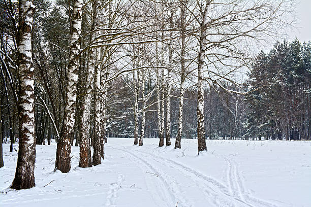 wuiet inverno paisagem de floresta - wuiet - fotografias e filmes do acervo