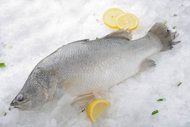 istock Barramundi on white ice background 502638608