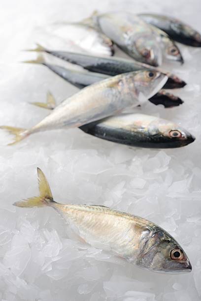 istock Fresh indian mackerel fish on the top of ice 502639056