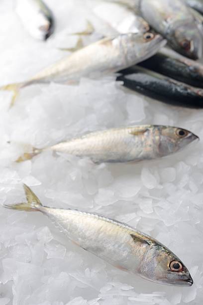 istock Fresh mackerel fish on the top of ice 502639380