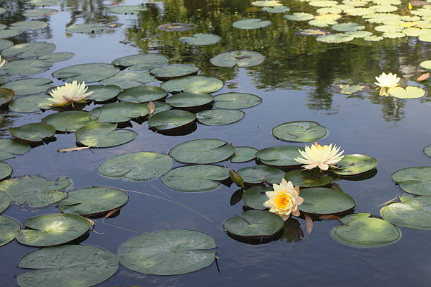 istock white lotuses in public park pond 502640452