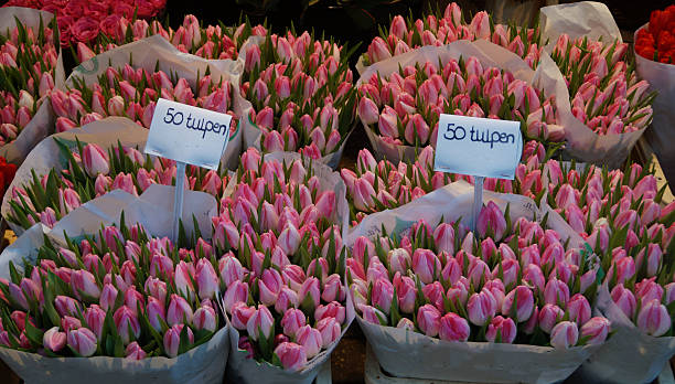 istock Pink tullips in wrapping paper 502640470