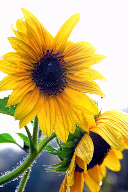Two bright yellow sunflowers dripping with the morning dew. Page white copy space in the upper right.