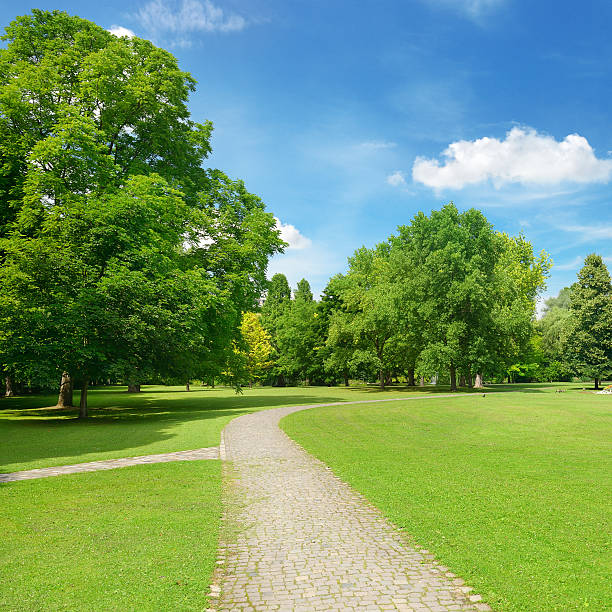 istock Beautiful meadow in the park 502640826