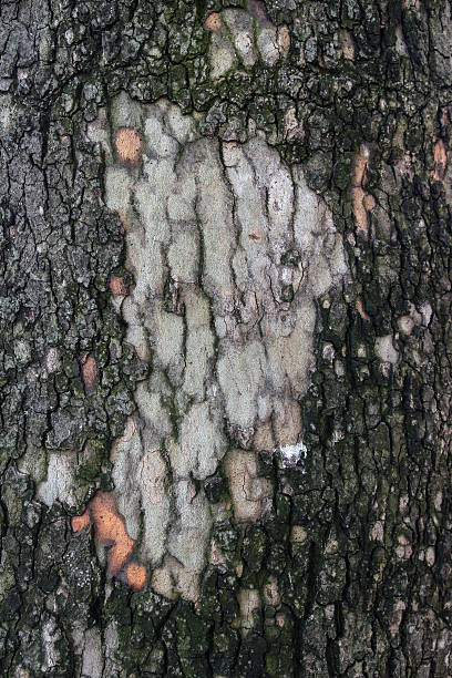 écorce - bark elm tree oak tree wood photos et images de collection