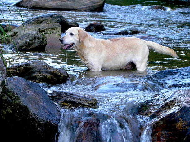 istock Dog in the River 502641550