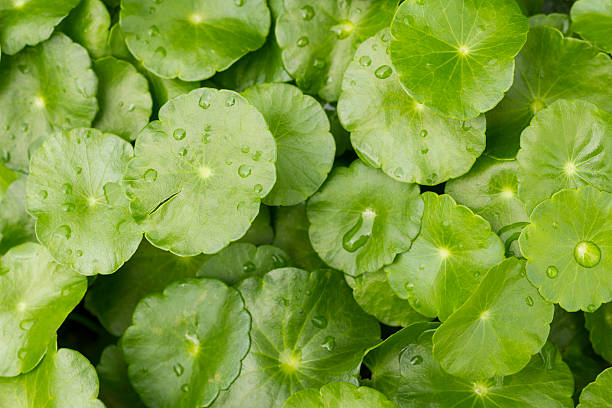 istock Water Pennywort or Centella asiatica leaf, close up 502642186