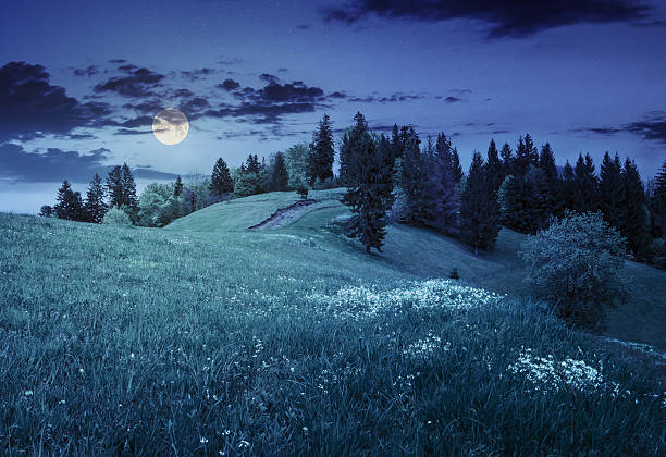 istock few trees on hillside meadow at night 502642246