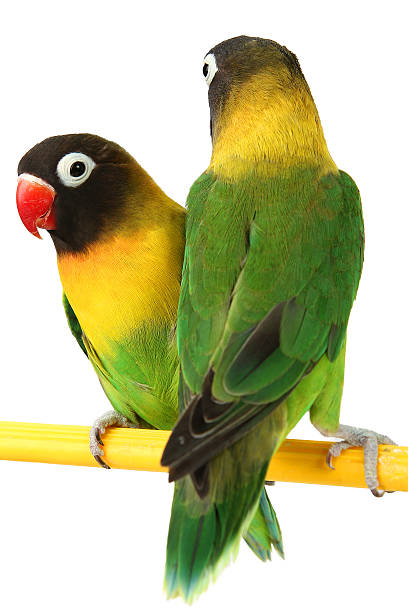 istock green parrot lovebird 502642261