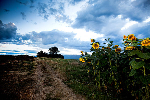 Beautiful sunflowers in the field stock photo