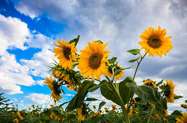 Beautiful sunflowers in the field stock photo