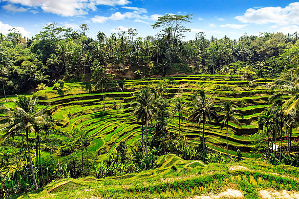 istock Rice terrace in summer, Bali, Indonesia 502642340