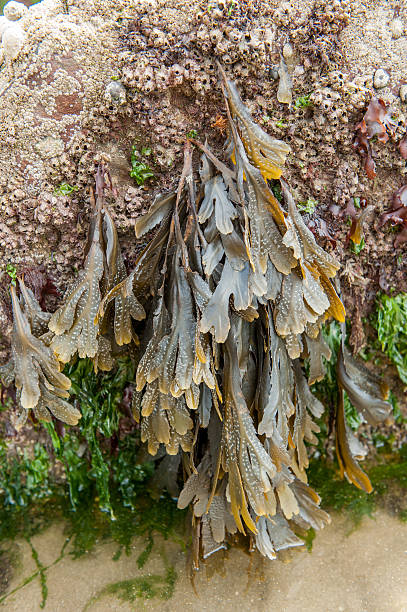 Seaweed on rock stock photo