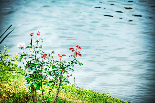 roses by Arno bank in Florence, Italy