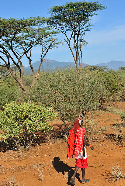 istock Masai warrior walking in the bush, Kenya 502643277