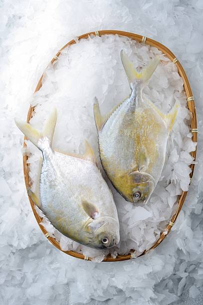 istock Top view of two Golden pompano 502643750