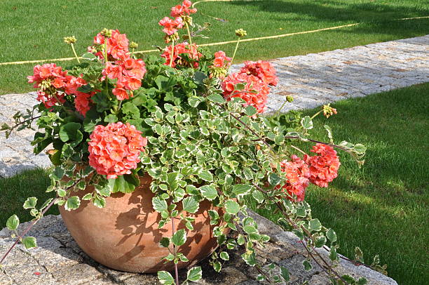 istock Flowers in flower pot 502643927