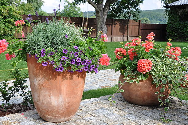 istock Flowers in flower pot 502643961