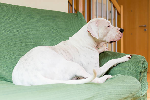 istock Dogo Argentino  at living room 502643975