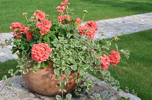 istock Flowers in flower pot 502644729